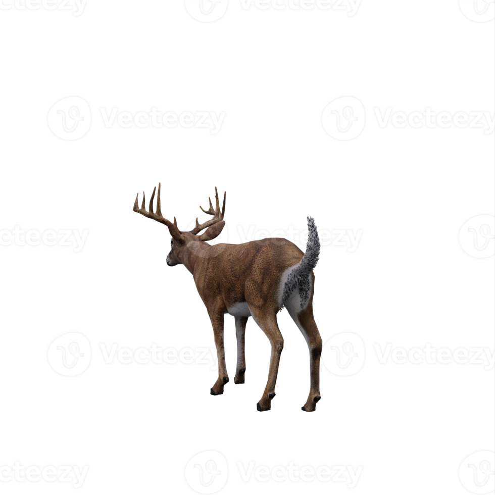 cerf 3d isolé png