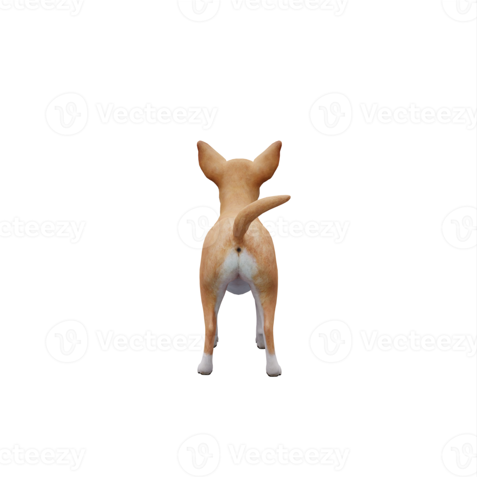 3d chihuahua isolerat png