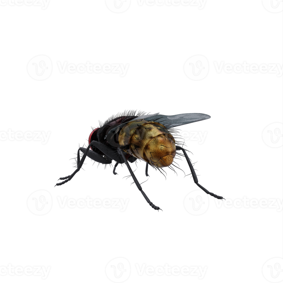 3d Housefly exotic isolated png