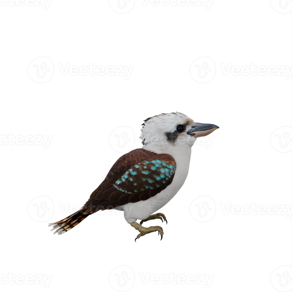 pássaro 3d kookaburra isolado png