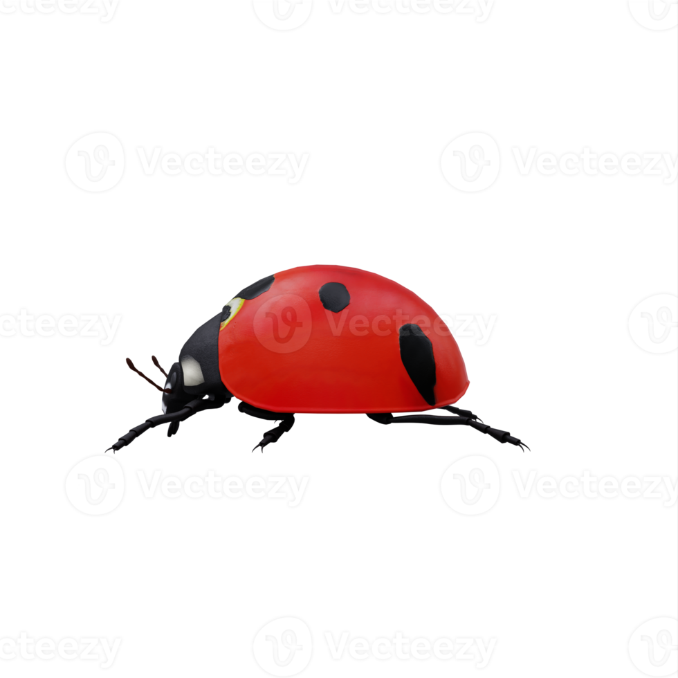 3d Ladybug isolated png