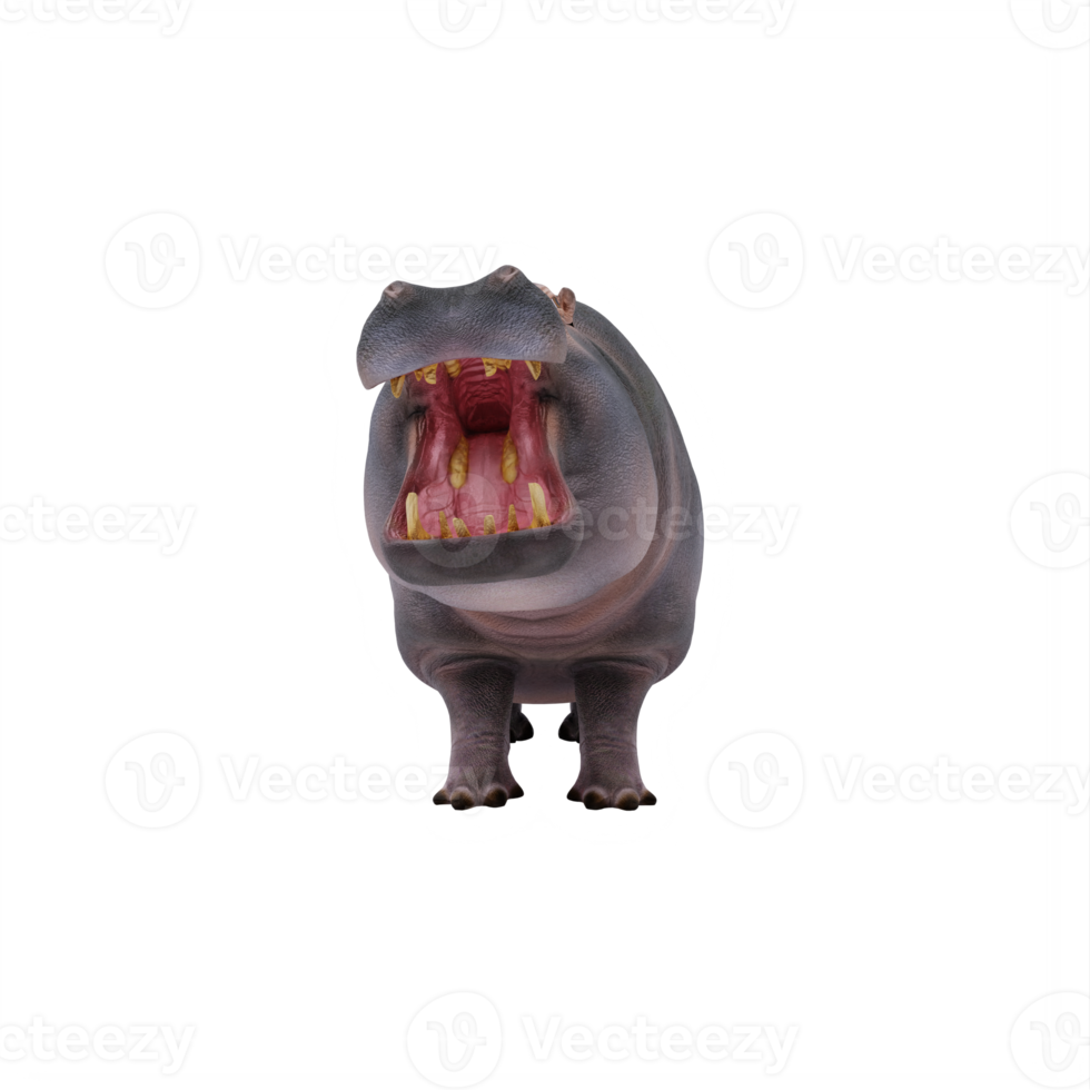3d hippo isolated png
