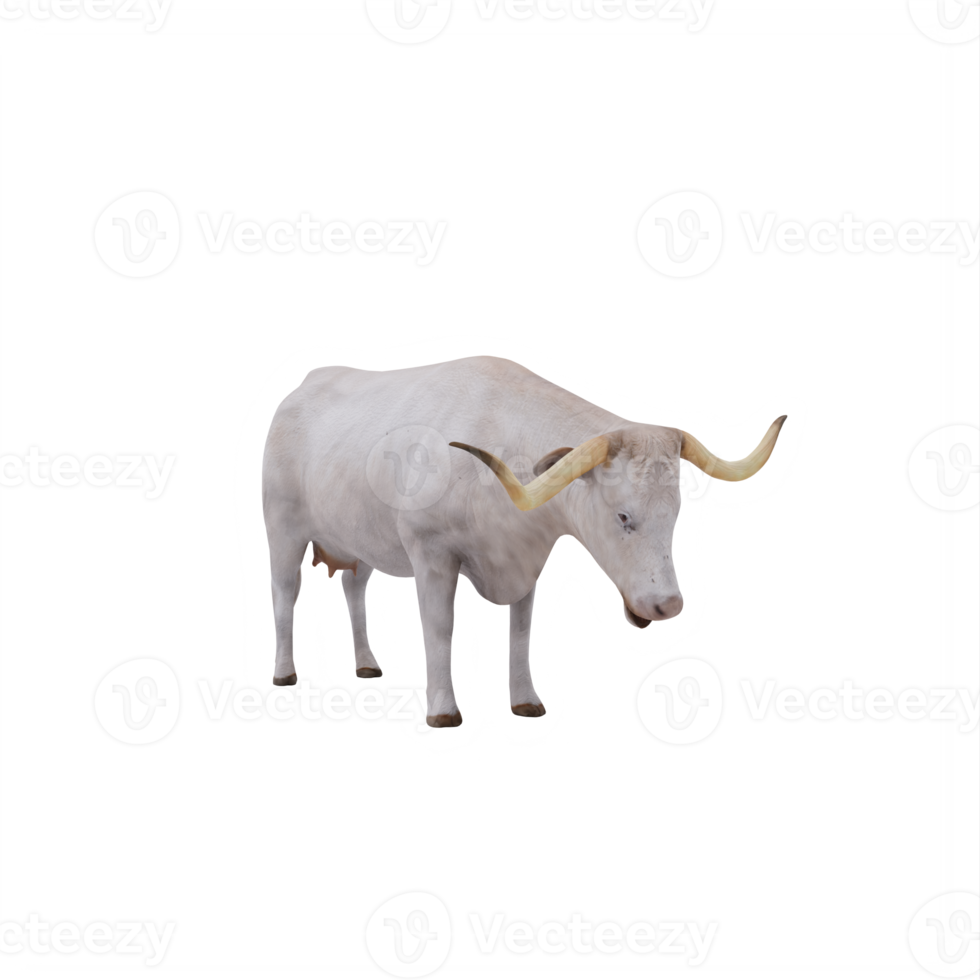 White Texas Longhorn cattle isolated png