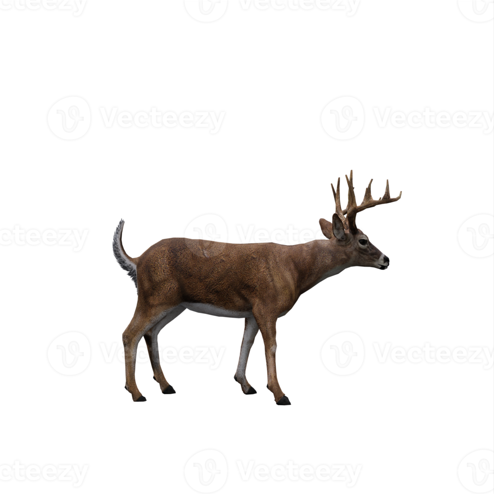 cerf 3d isolé png