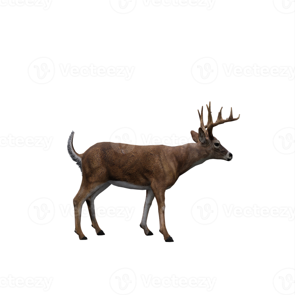 3d deer isolated png