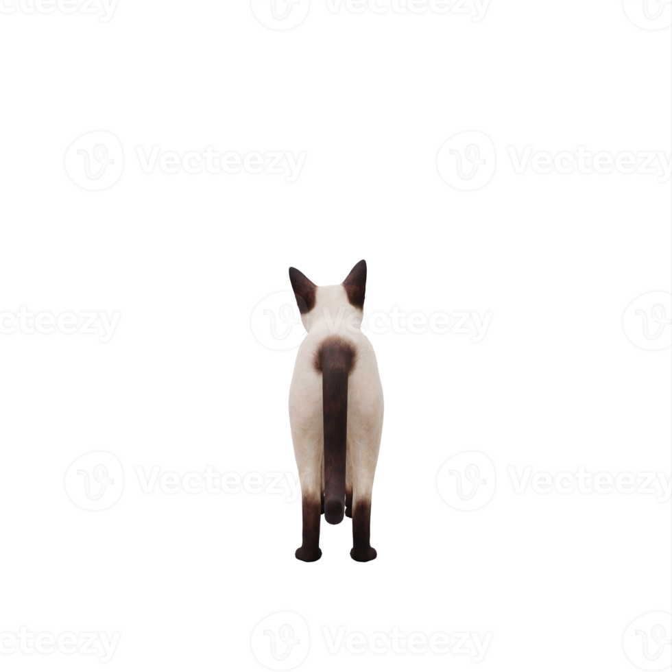 3d siamese katt isolerat png