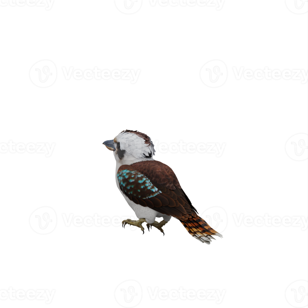 pássaro 3d kookaburra isolado png