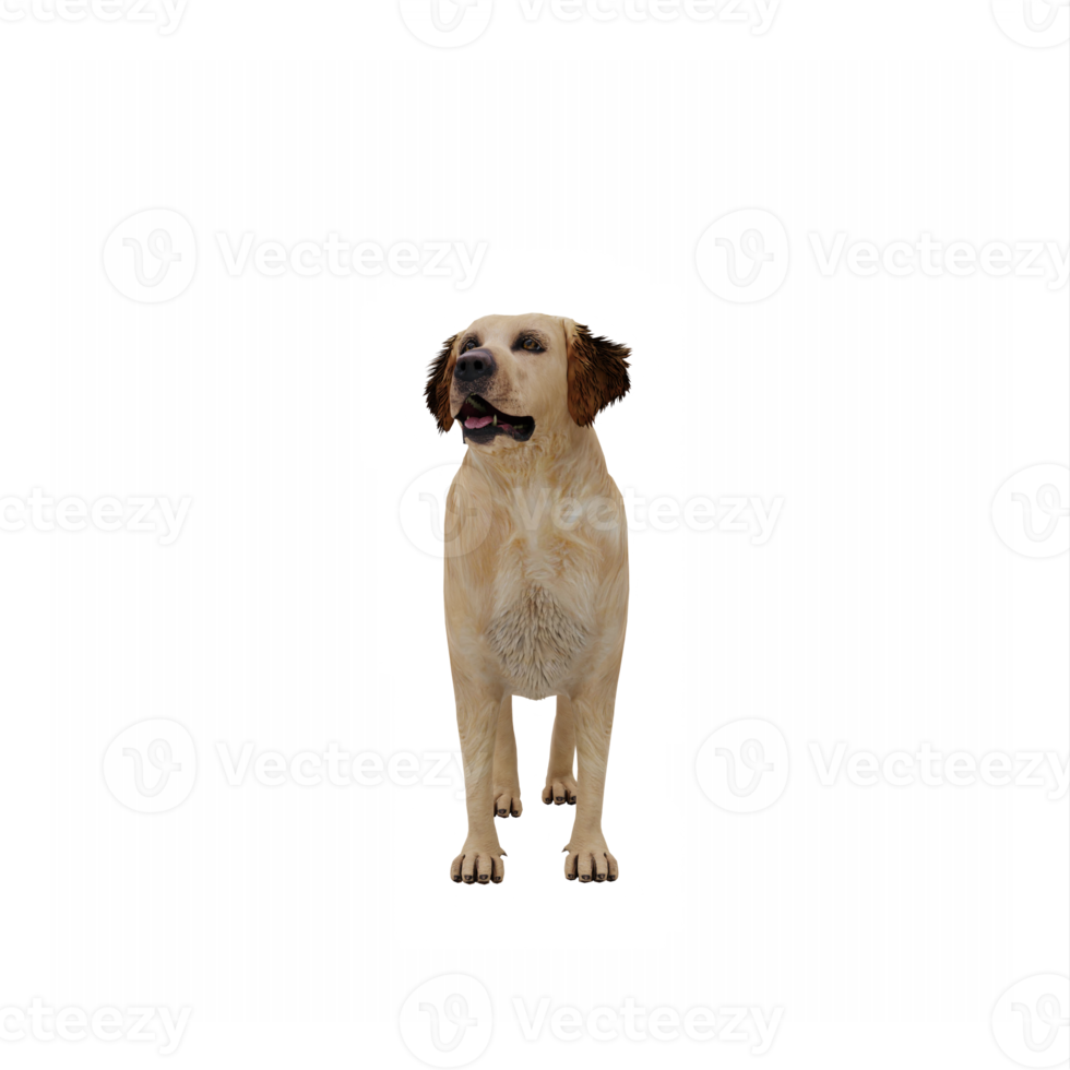 3D-Golden Retriever isoliert png