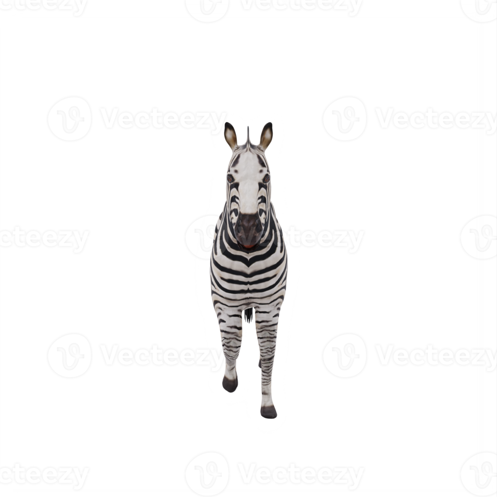 3d african zebra isolated png