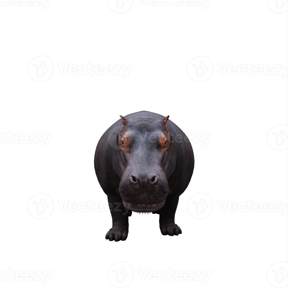 hippopotame 3d isolé png