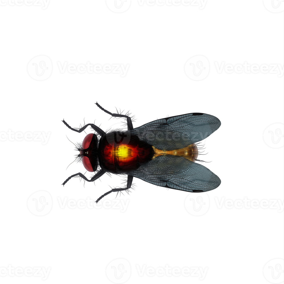 3d Housefly exotic isolated png