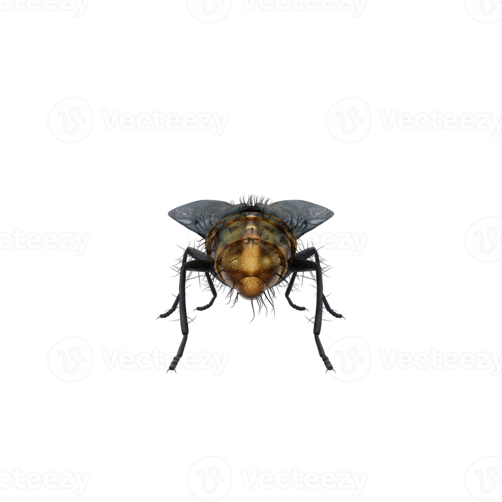 3d Housefly exotic isolated png
