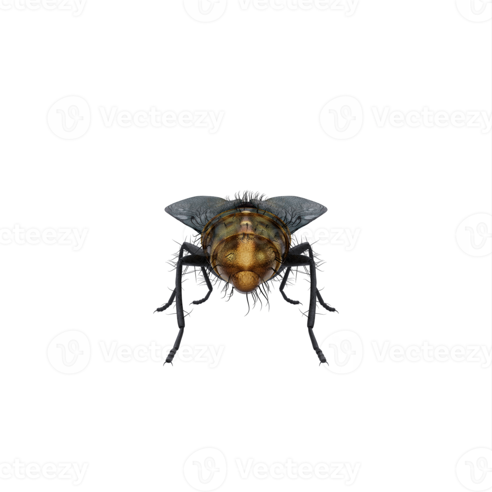 3d Housefly exotic isolated png