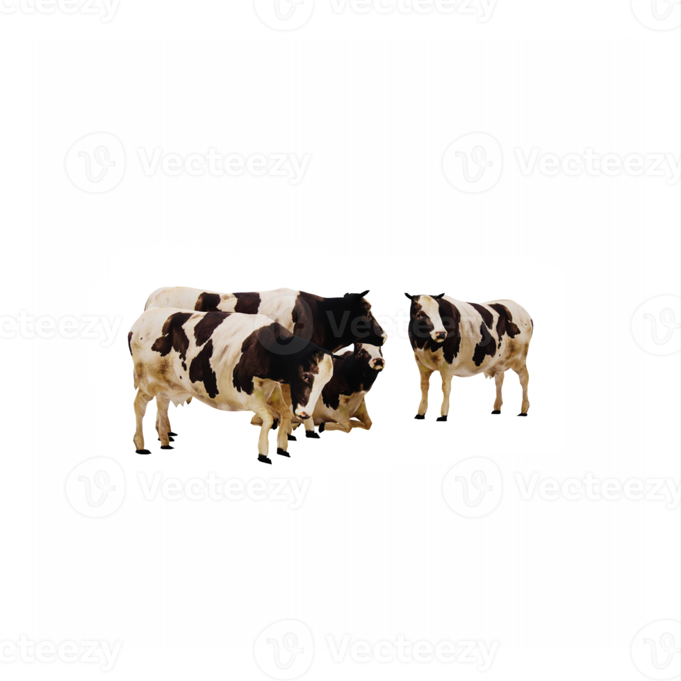 3d cows isolated png