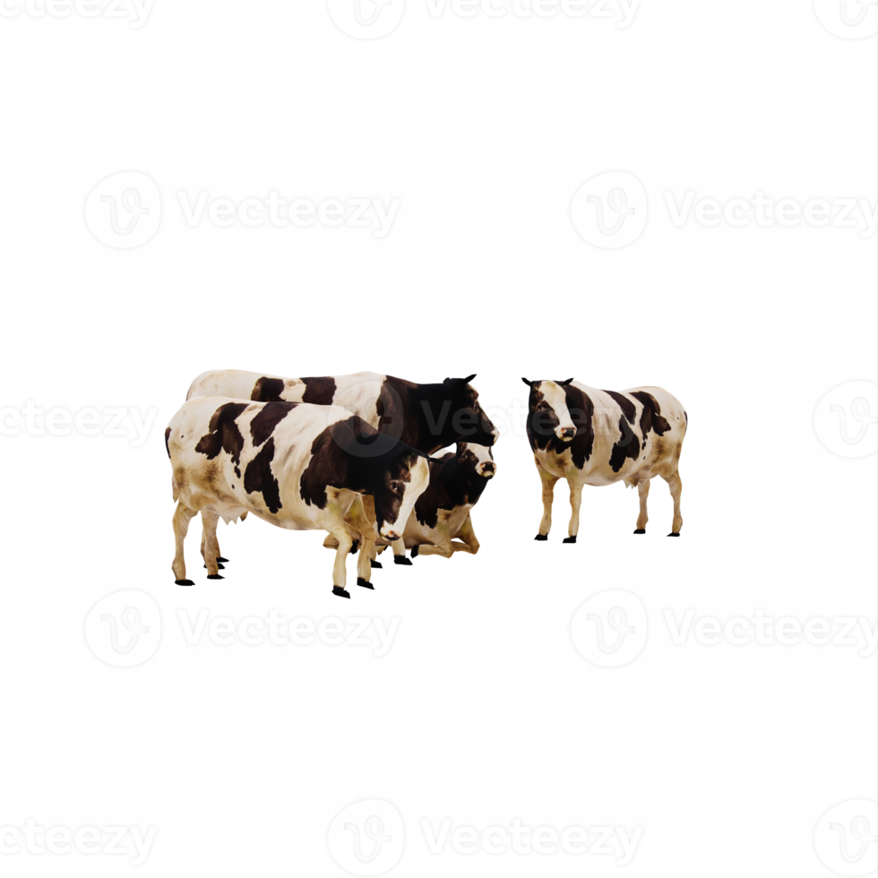 vaches 3d isolées png