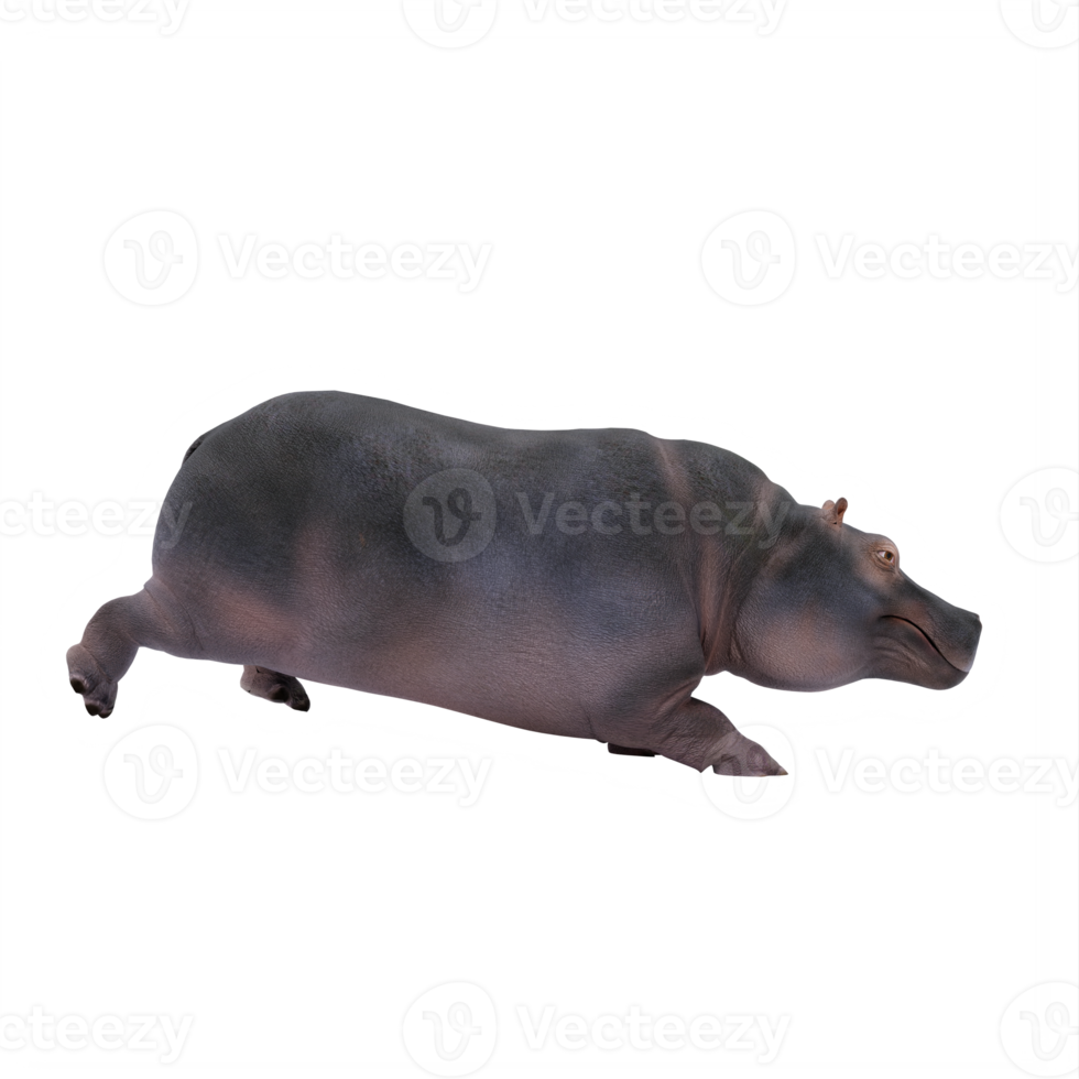 hippopotame 3d isolé png