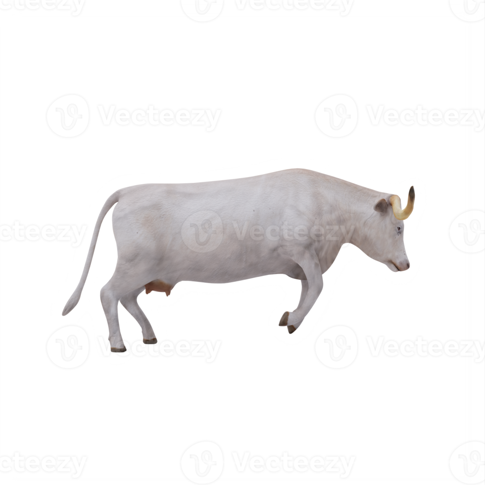 White Texas Longhorn cattle isolated png