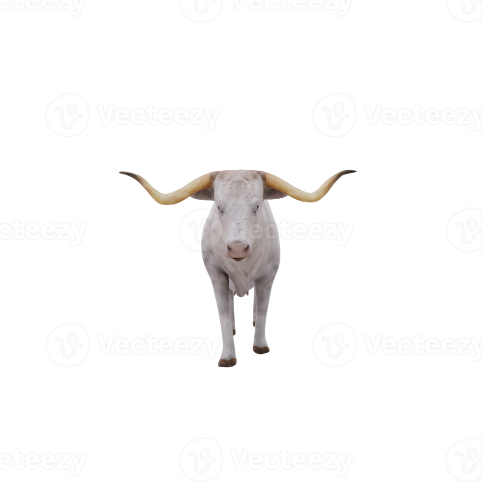 White Texas Longhorn cattle isolated png