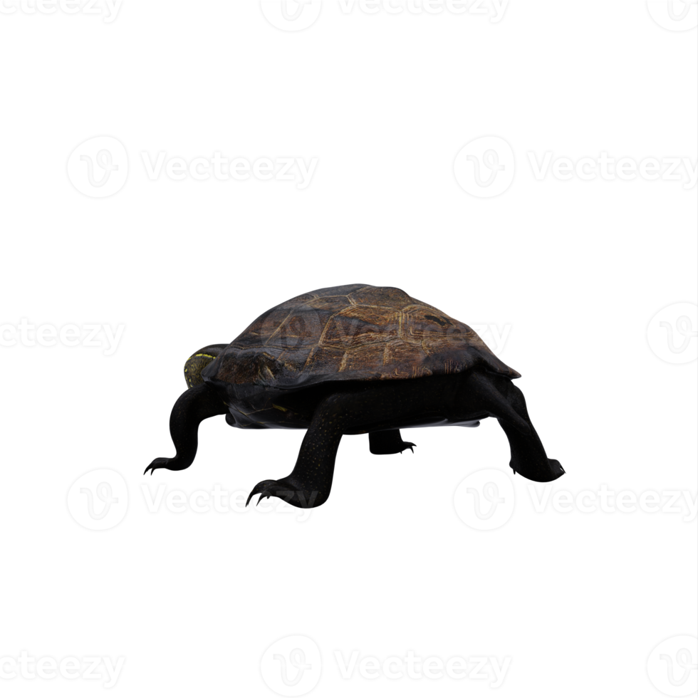 tortuga de estanque china png