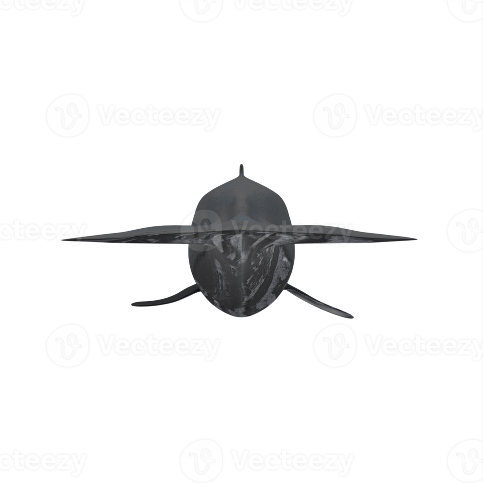 3d humpback whale isolated png