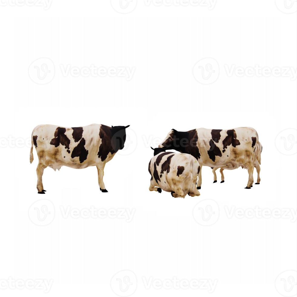 3d cows isolated png