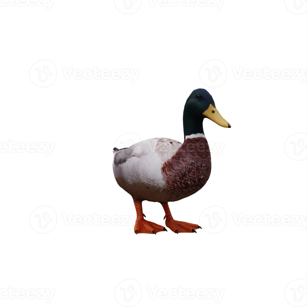 Mallard Duck isolated png