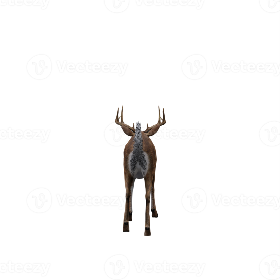 3d deer isolated png