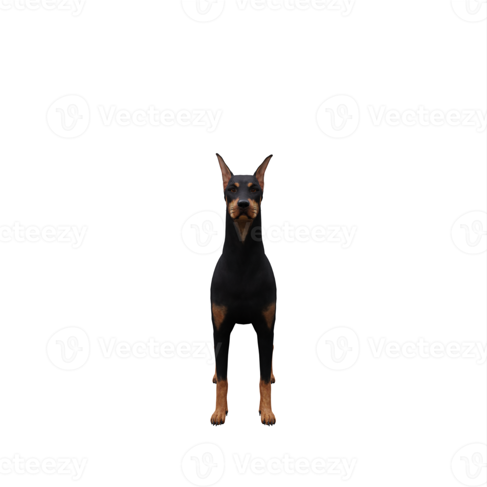 3d Doberman isolated png