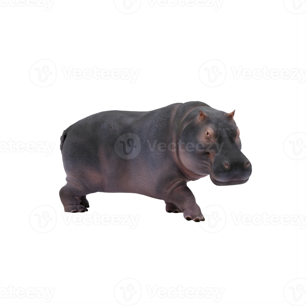 3d hippopotamus isolated png