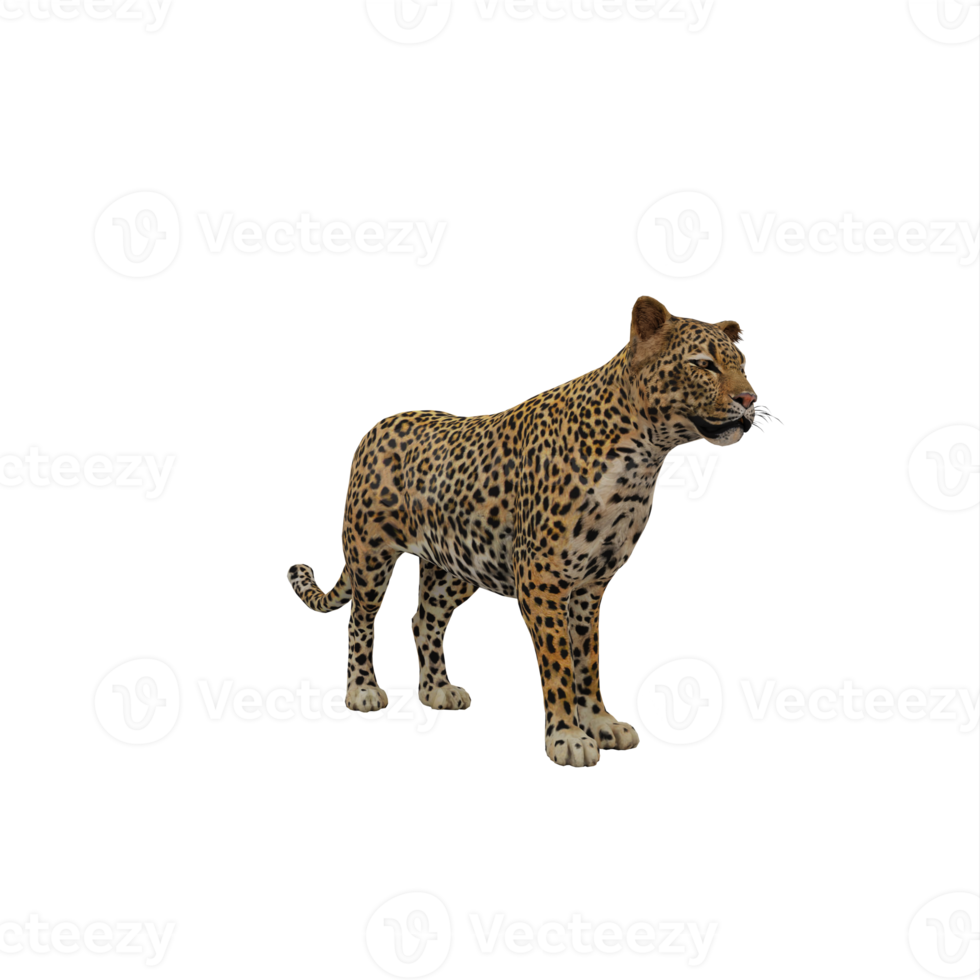 3d Cheetah isolated png