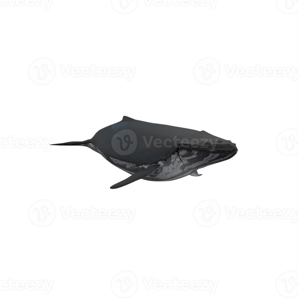 3d humpback whale isolated png