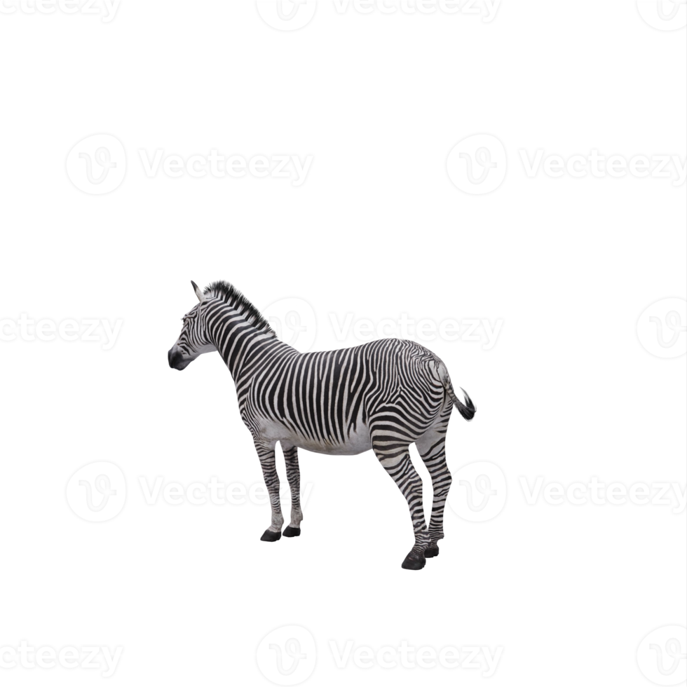 3d zebra isolated png