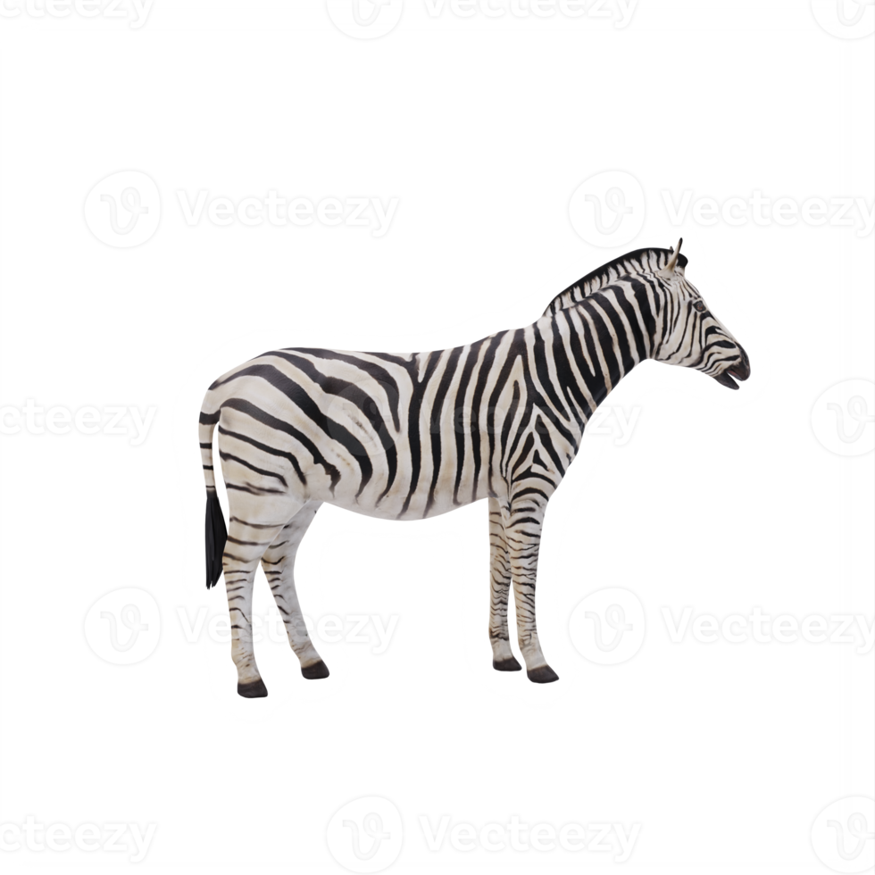 3d Afrikaanse zebra geïsoleerd png