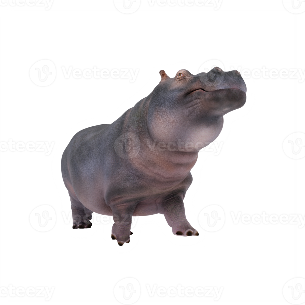 3d hippopotamus isolated png