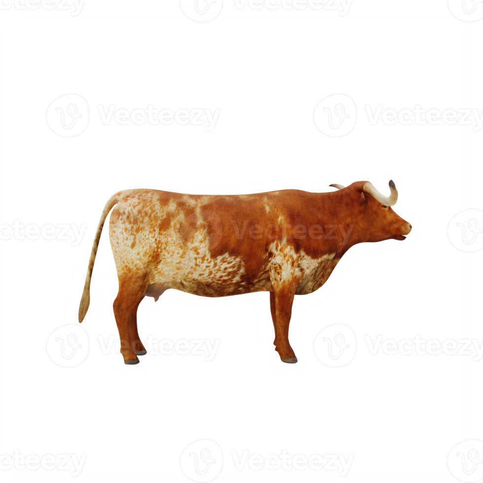 Texas Longhorn cattle isolated png