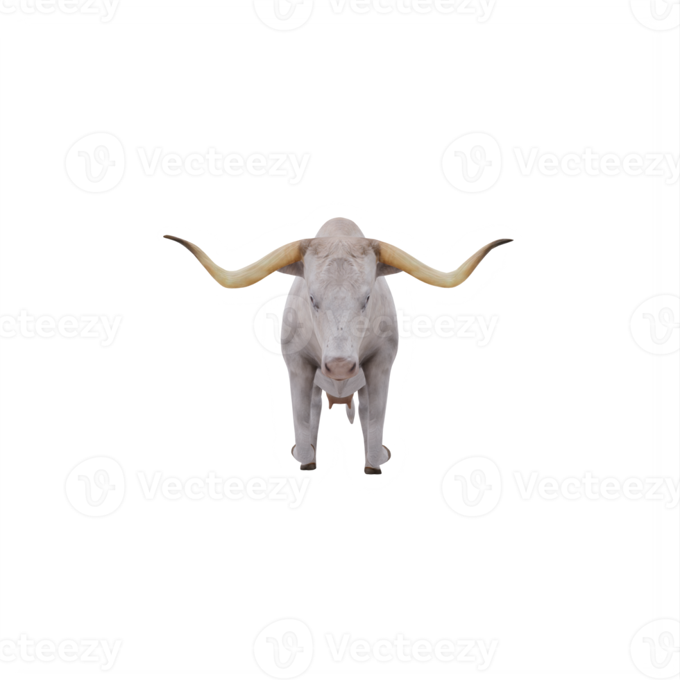 White Texas Longhorn cattle isolated png