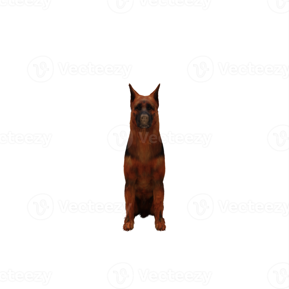 Schäfer hund png