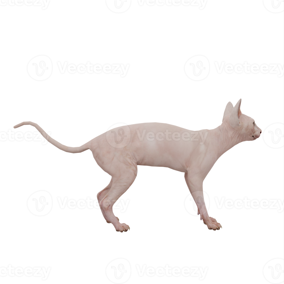 3d Sphynx cat isolated png