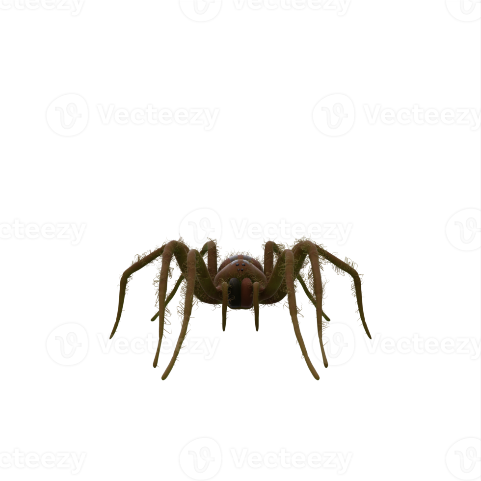 Fishing Spider isolated png