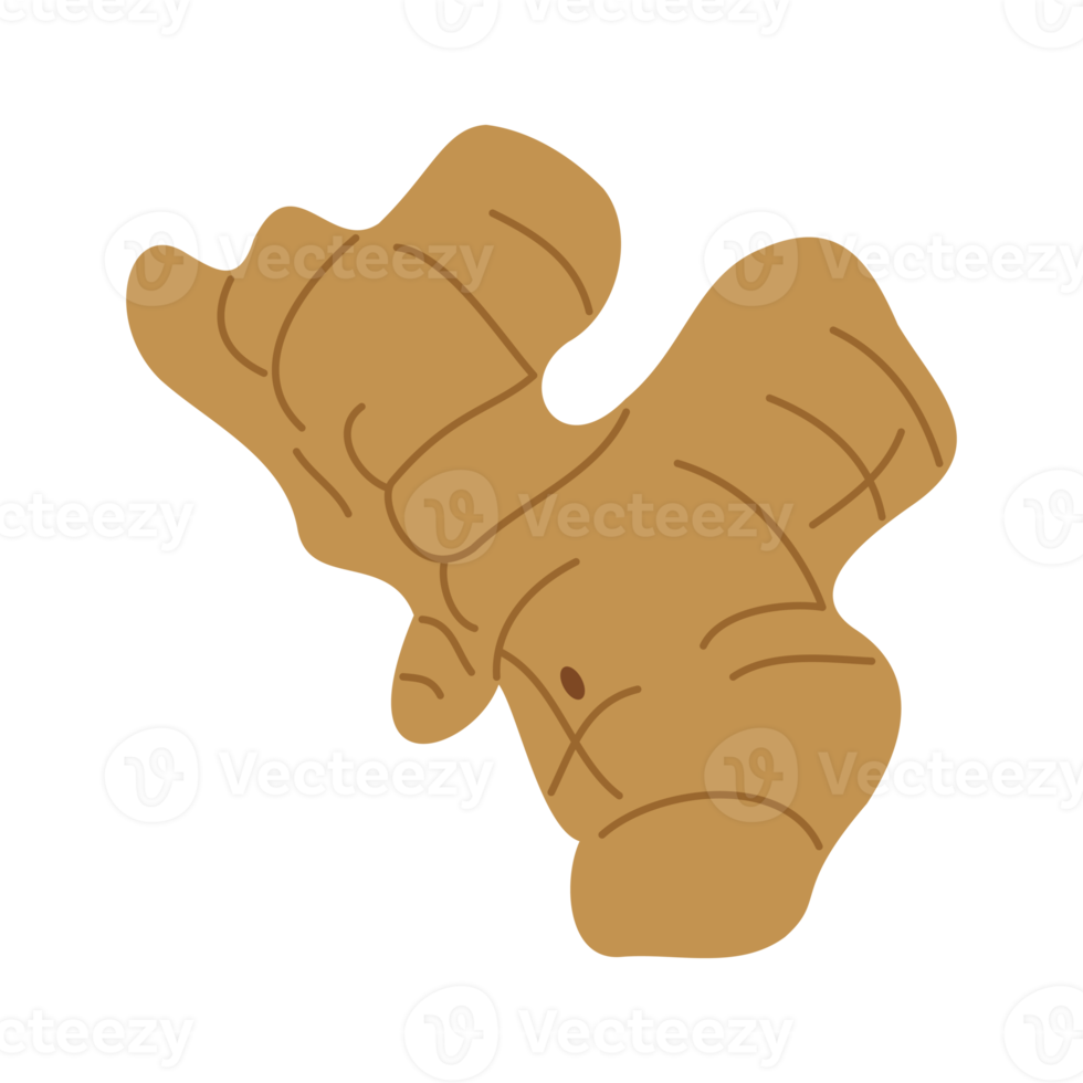 ginger root isolated illustration for herb design element png