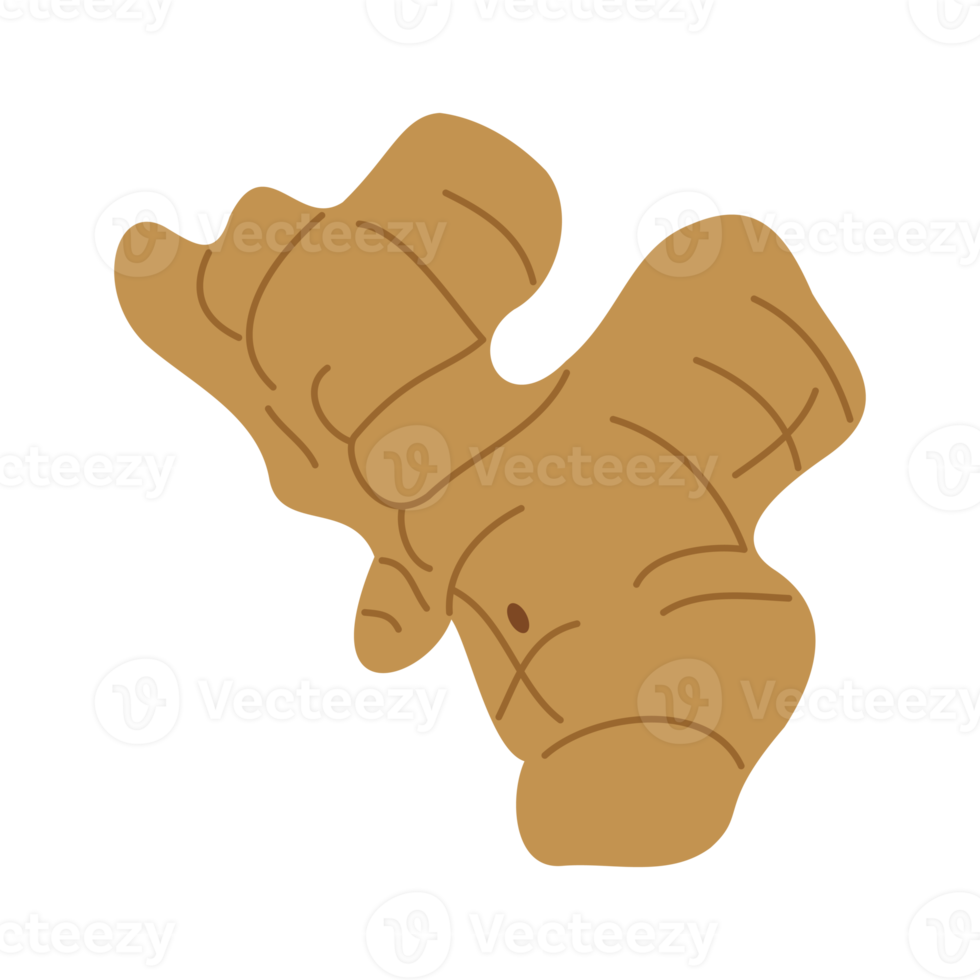 ingwerwurzel isolierte illustration für kräutergestaltungselement png