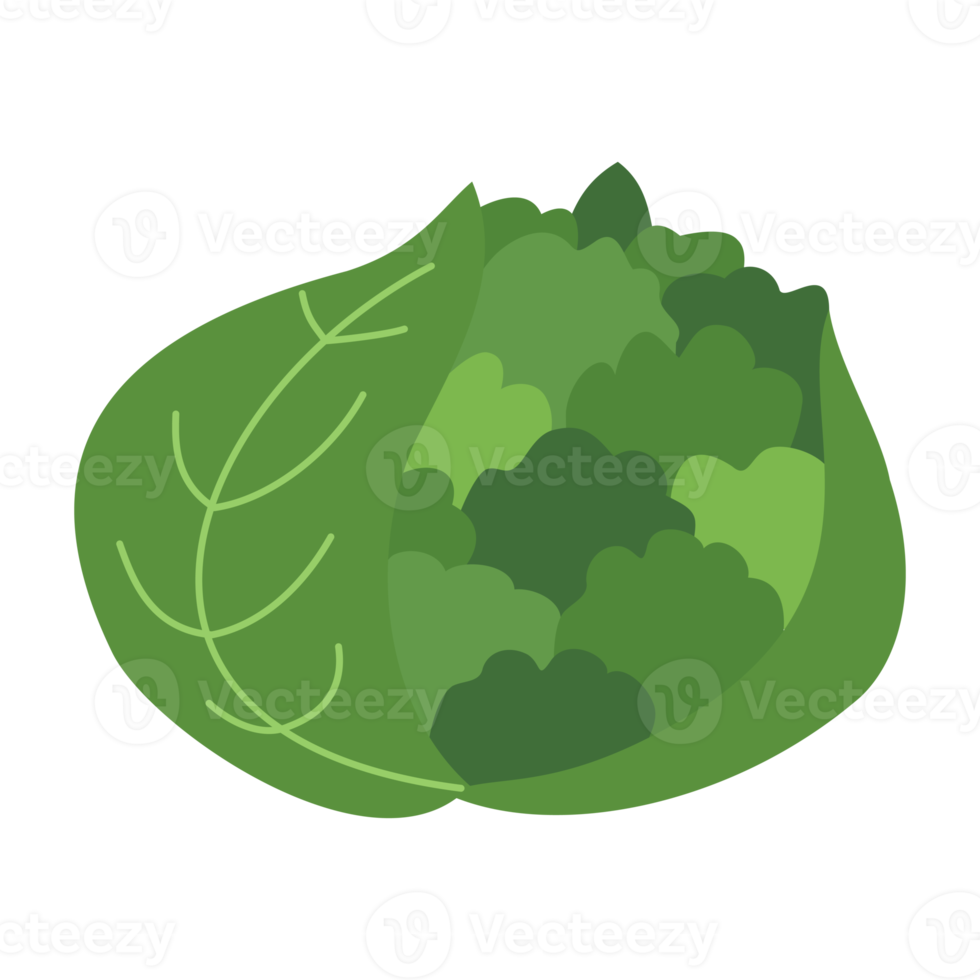 cabbage illustration for vegetable and kitchen design element png