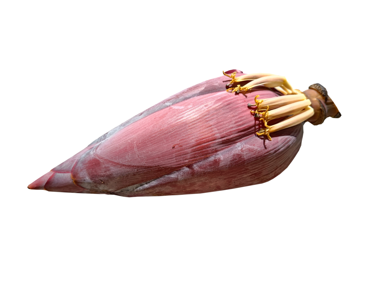 Banana blossom, high in nutrients, nourish the blood because the bulb has iron. prevent anemia on transparent background png