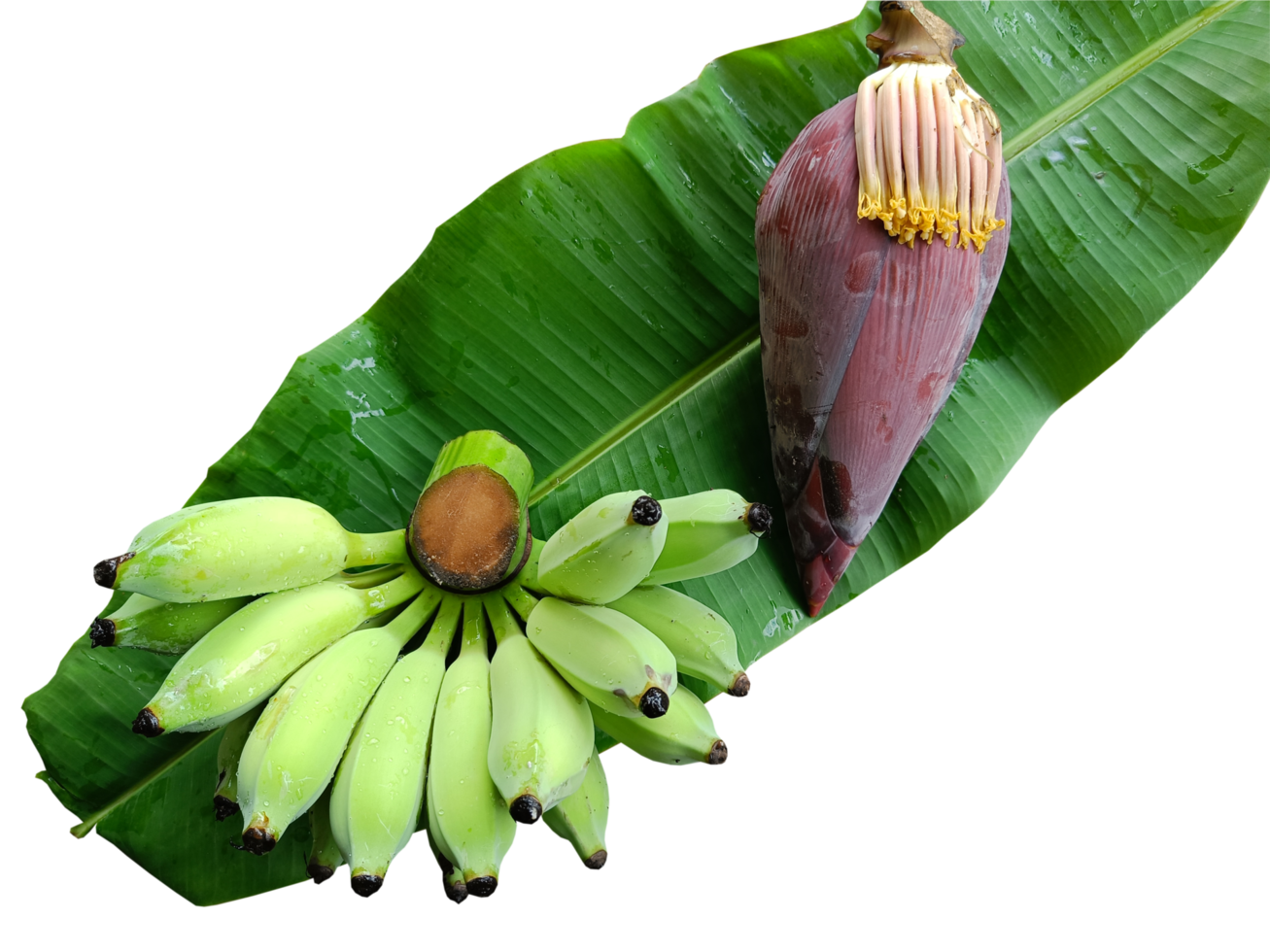 green raw banana and banana blossom on banana leaf on transparent background png