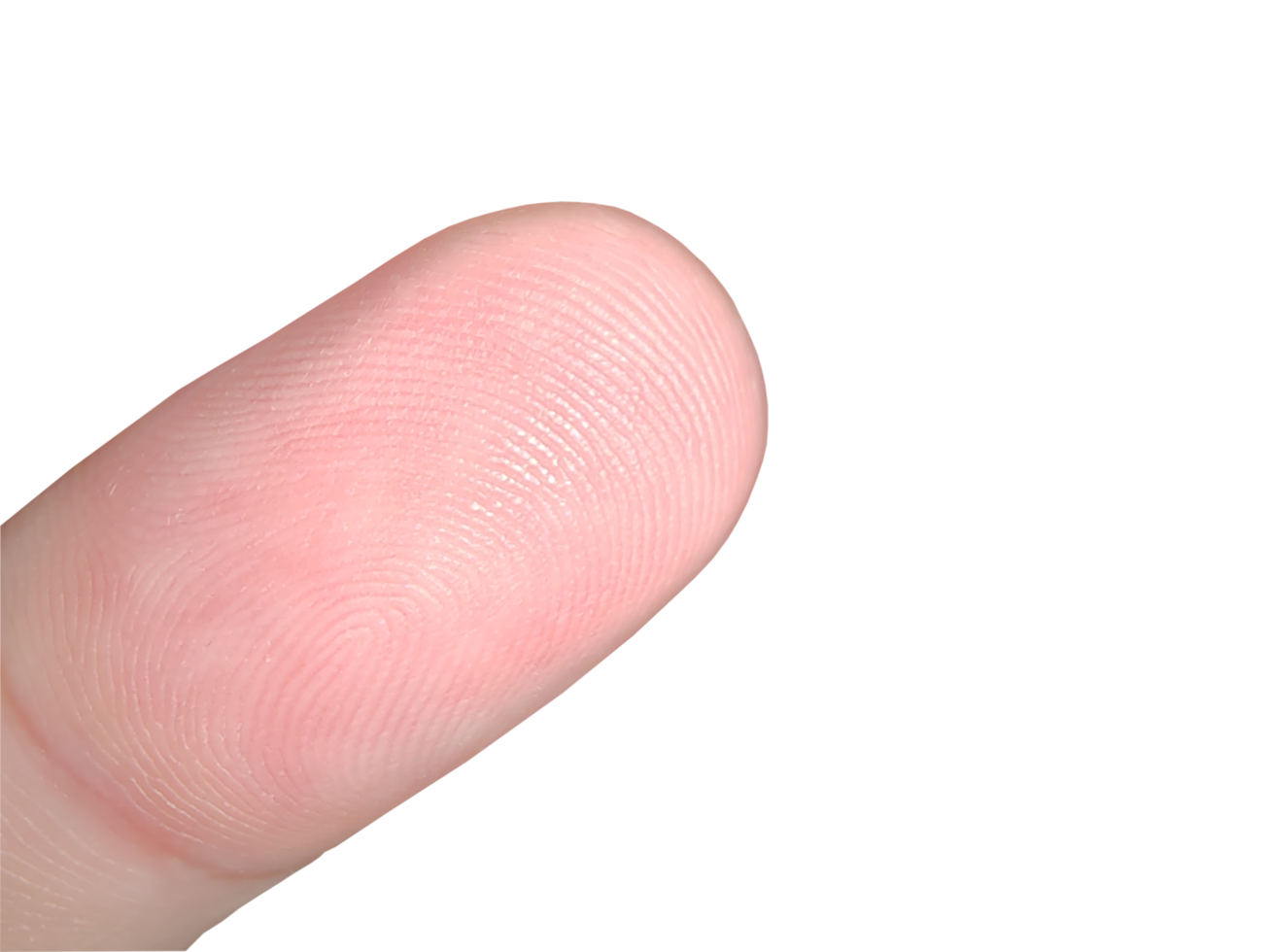 Closeup of fingerprint texture of finger skin on transparent background png