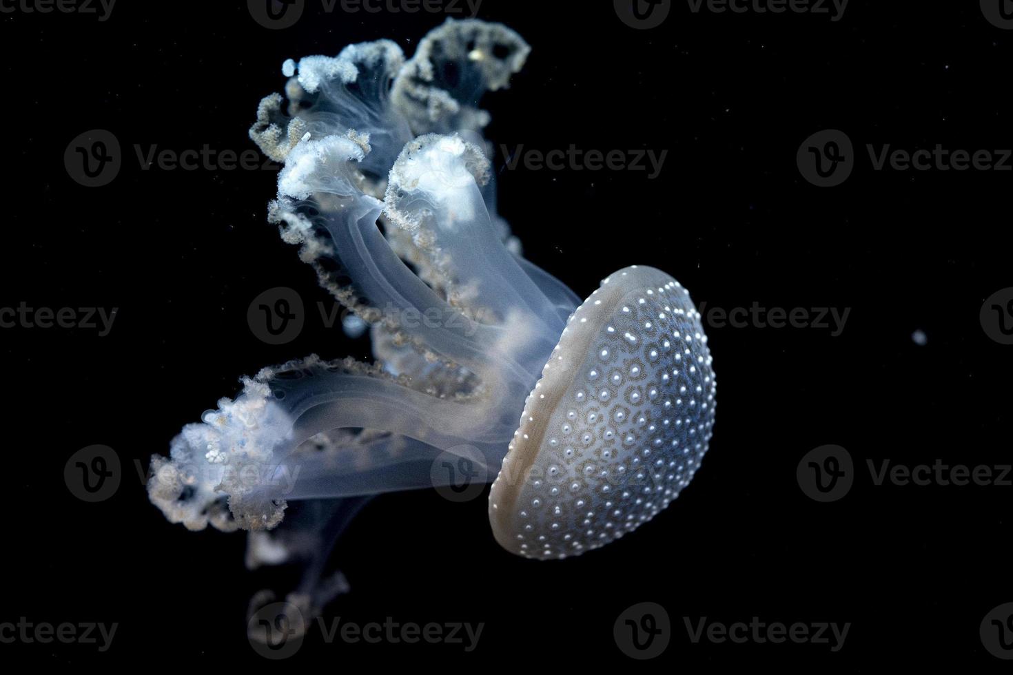 white spotted jellyfish underwater photo