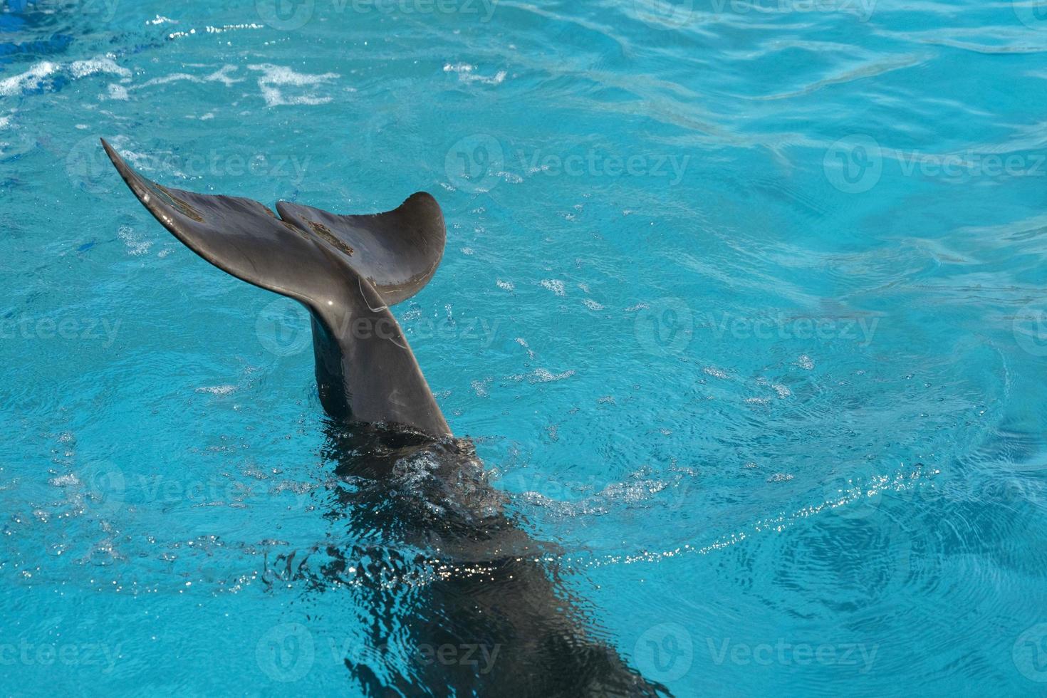 aquarium dolphin tail close up photo