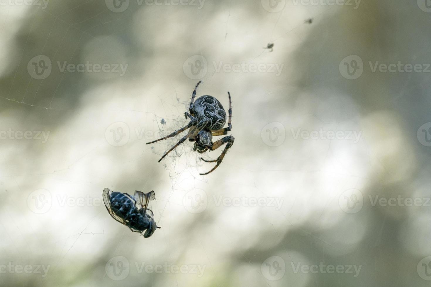 araña atrapando una mosca foto