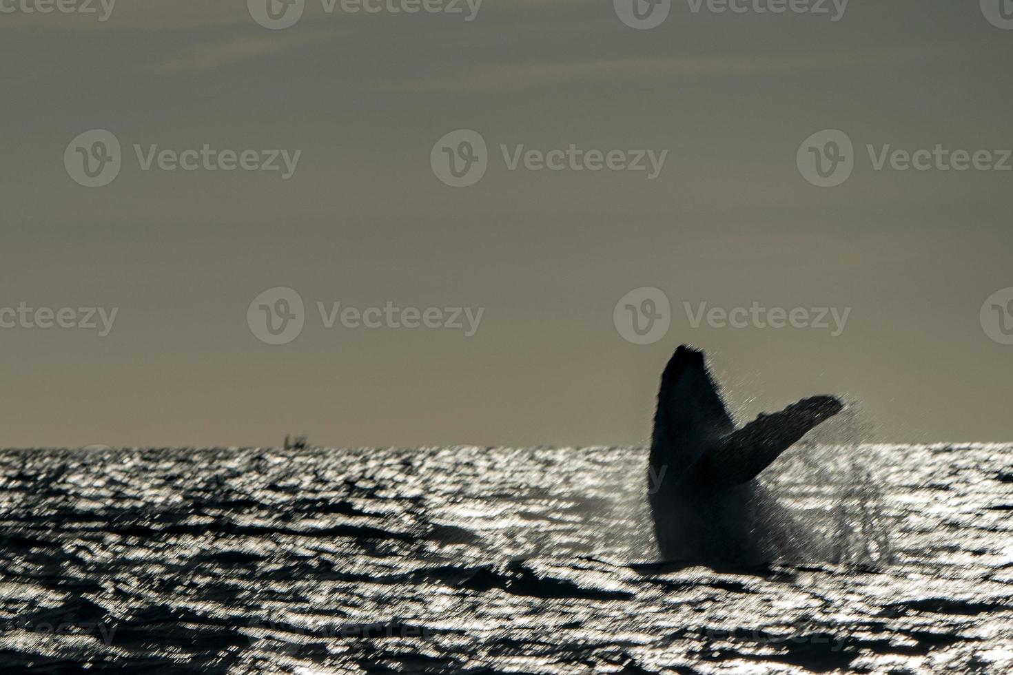 artistic image moving of humpback whale breaching in cabo san lucas photo