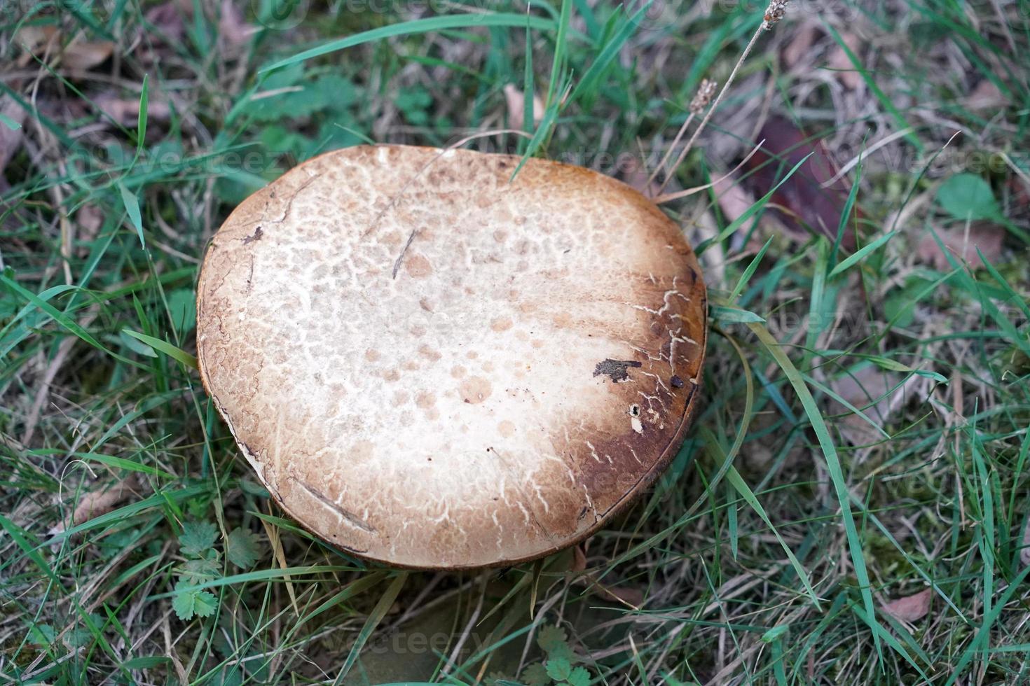 autumn mushroom in the forest photo